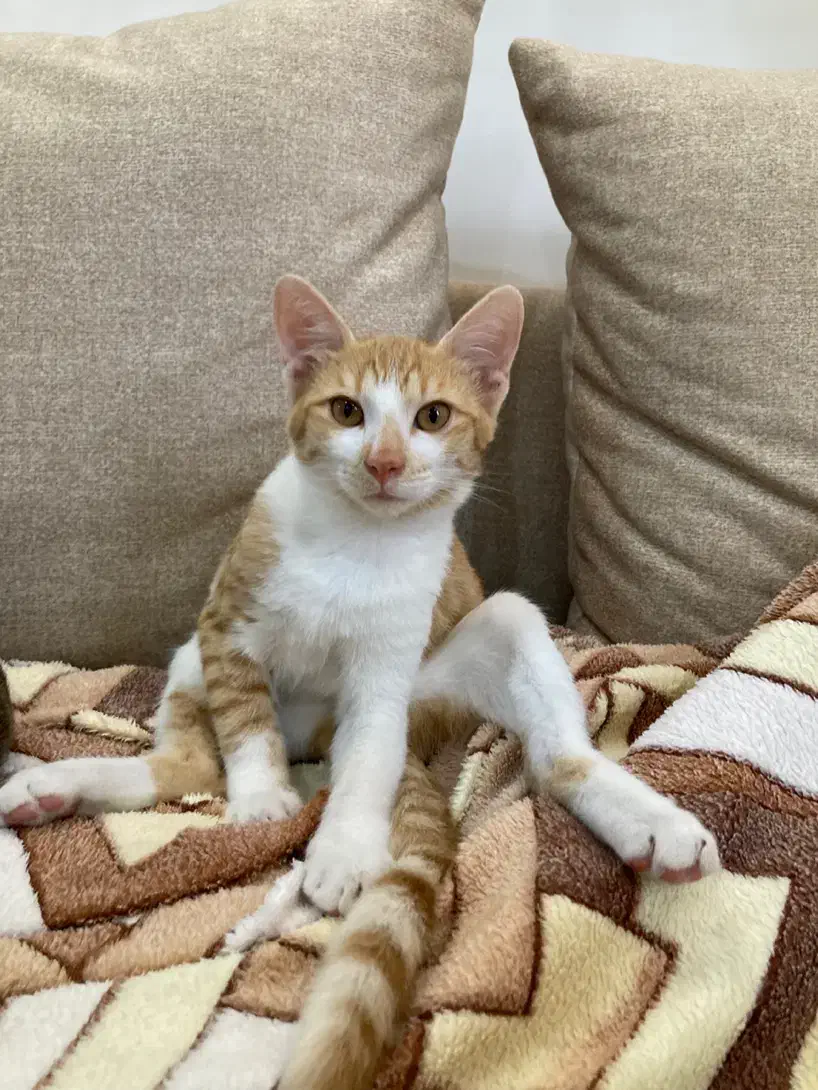 واگذاری گربه خونگی|گربه|رشت, امین الضرب|دیوار