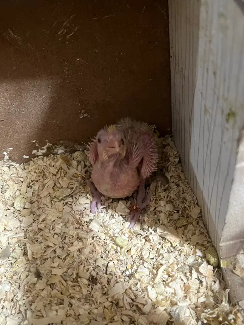 ۴تا عروس هلندی به همراه وسایل|پرنده|تبریز, |دیوار