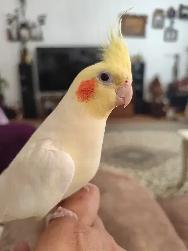 یک جفت عروس هلندی با لوازم|پرنده|پردیس, فاز ۴|دیوار