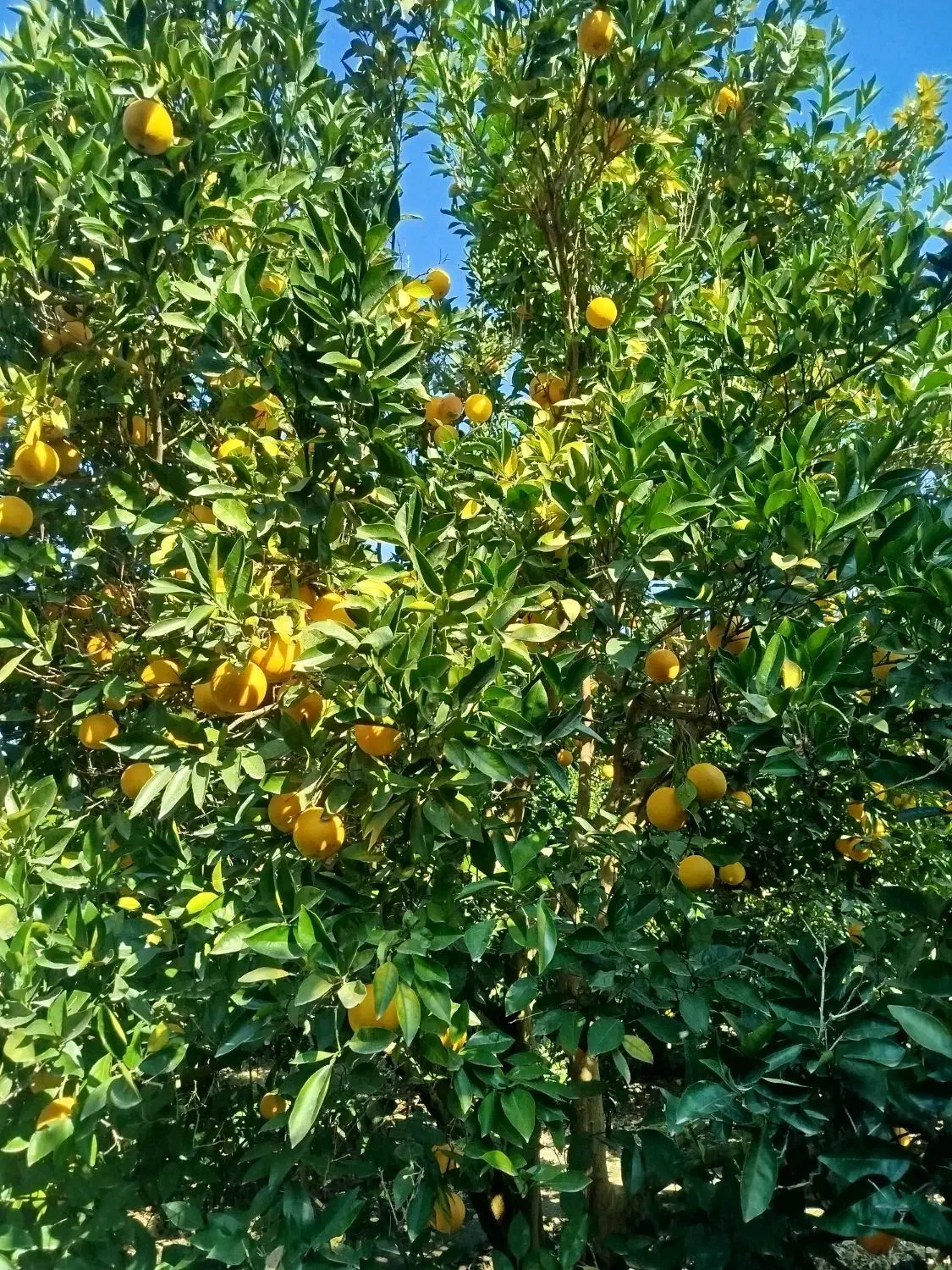 استخدام کار پرتغال چینی|استخدام صنعتی، فنی، مهندسی|فرح آباد, |دیوار