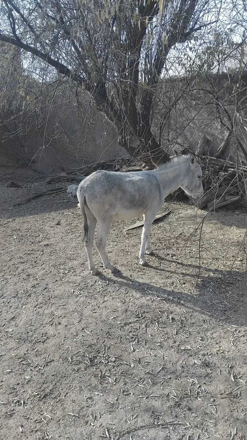 واگذاری الاغ دوساله|حیوانات مزرعه|درگزین, |دیوار