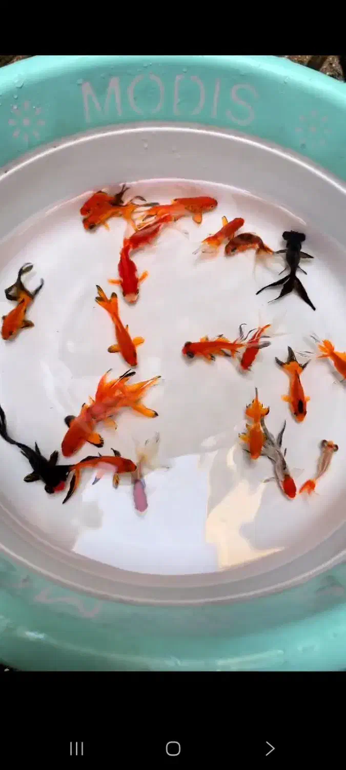 ماهی قرمز|ماهی|اصفهان, چرخاب|دیوار