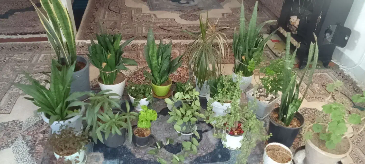 گل سانسوریا هویا|گل و گیاه طبیعی|تربت‌حیدریه, یحیی آباد|دیوار