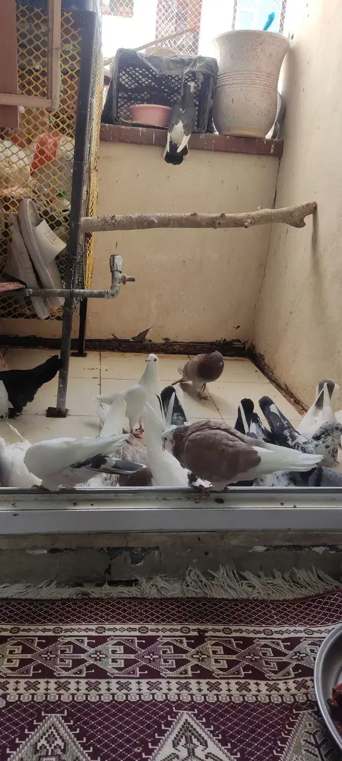 کفتر|پرنده|رودهن, |دیوار