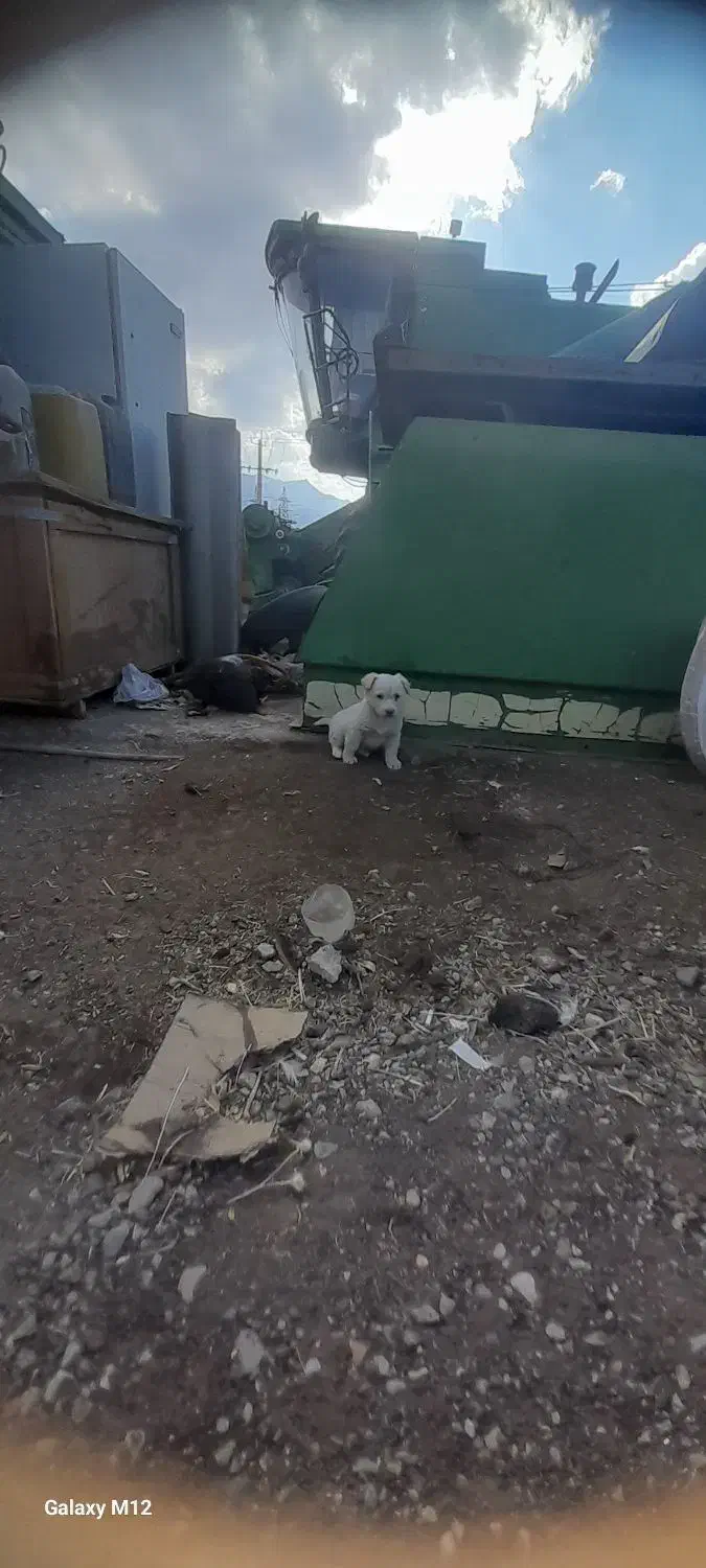 توله ای پا کوتا جیبی|سگ|قروه, |دیوار