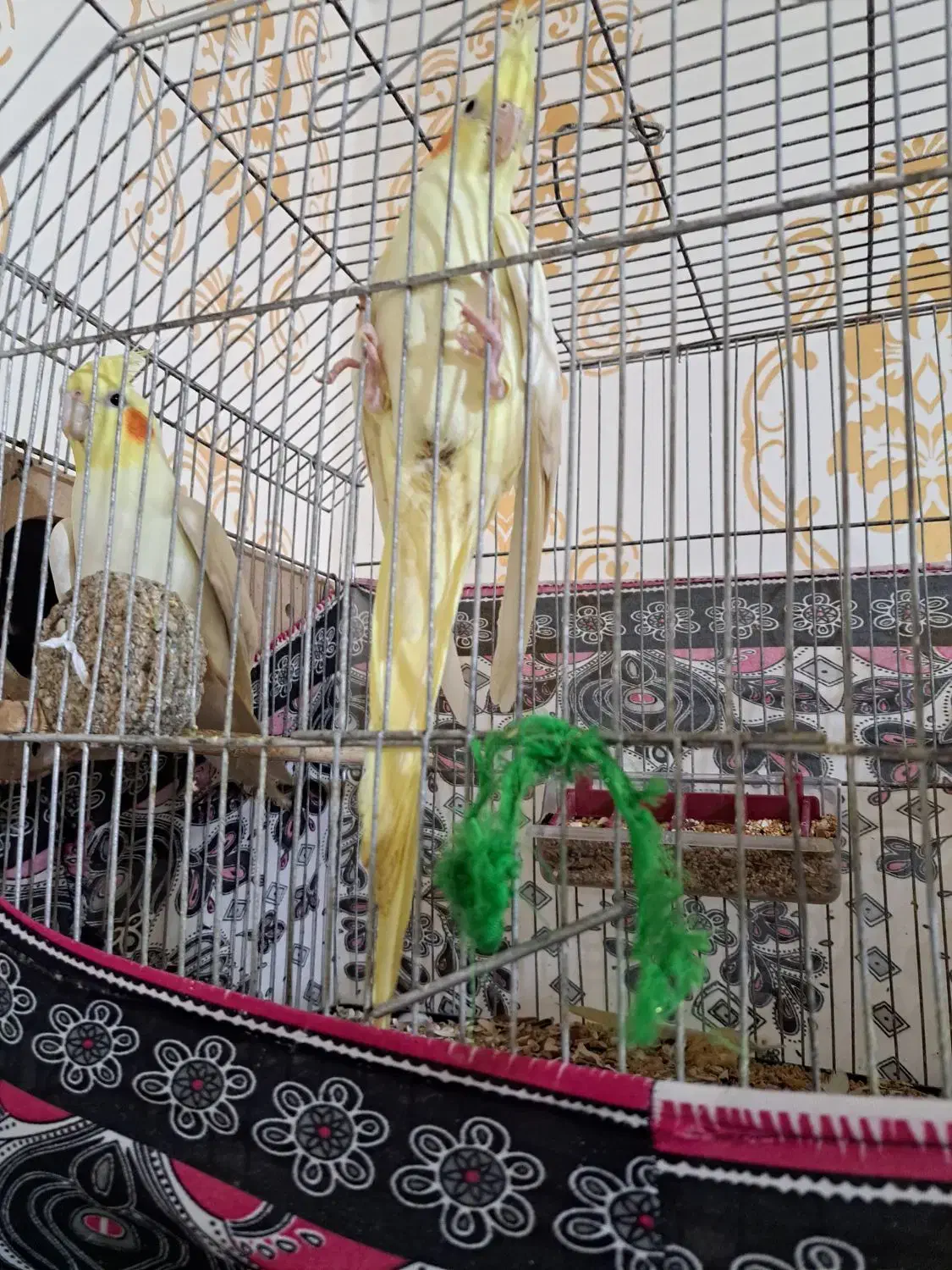 شادگان روستای توبچی|پرنده|شادگان, |دیوار