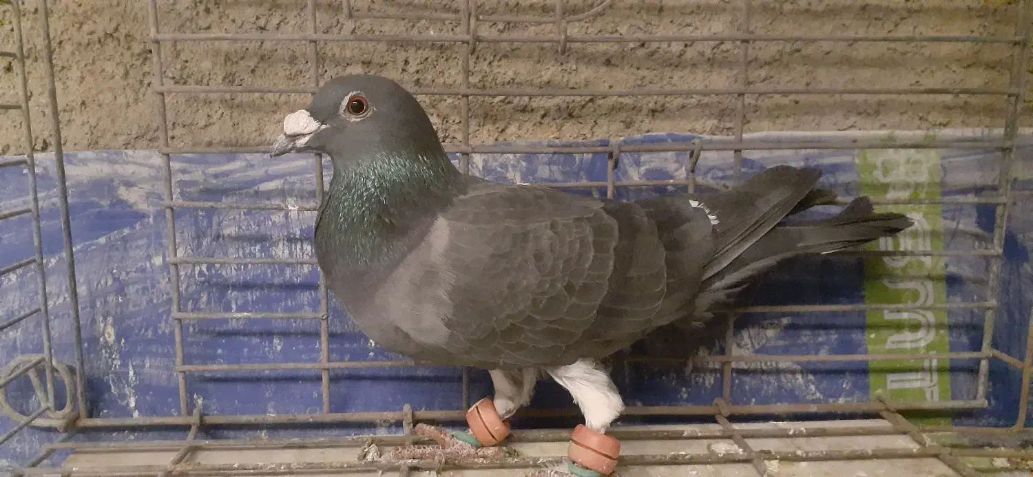 دورگ المانی|پرنده|سبزوار, امیر کبیر|دیوار