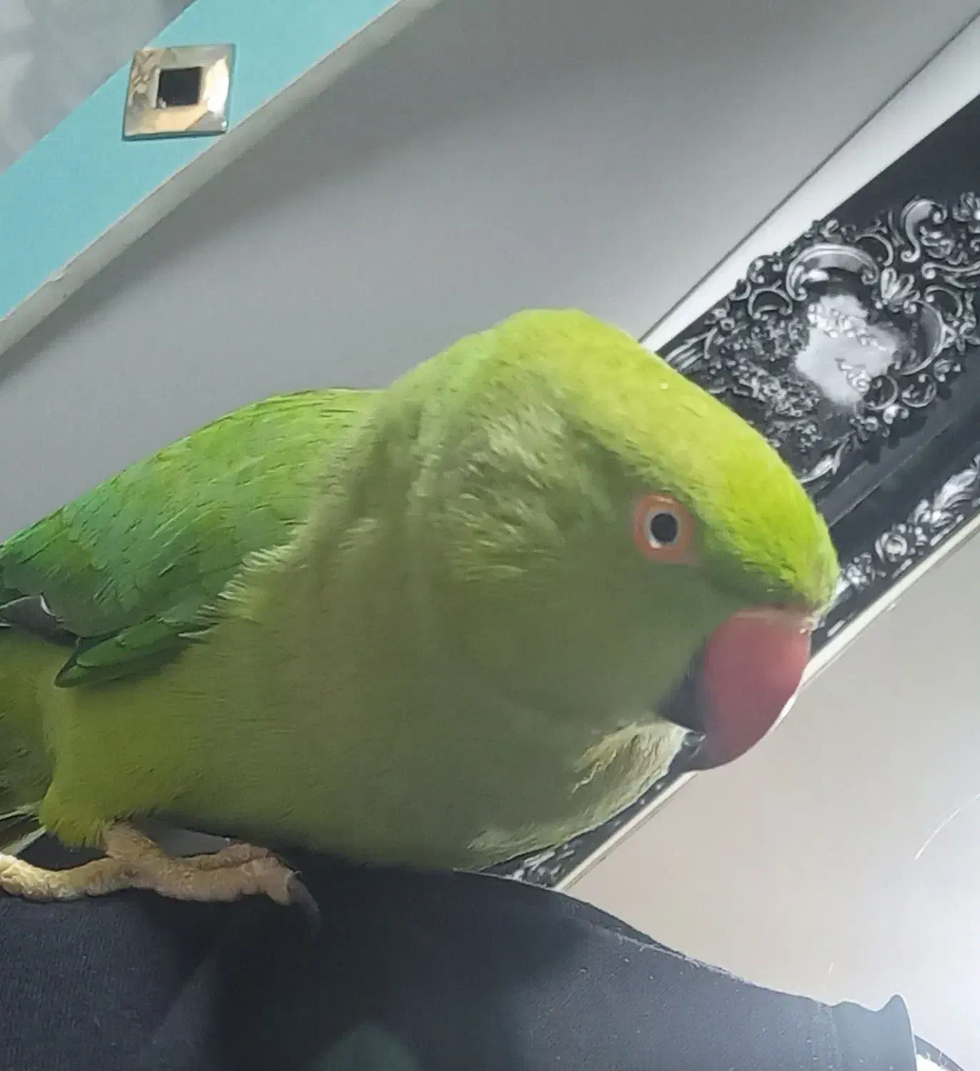 طوطی ملنگو|پرنده|اردبیل, |دیوار