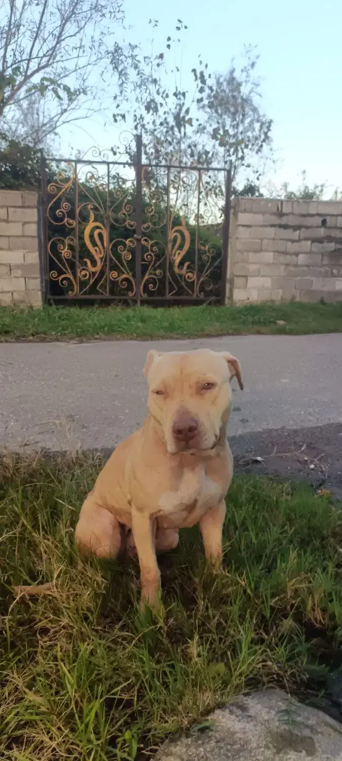 پیتپول|سگ|لنگرود, |دیوار