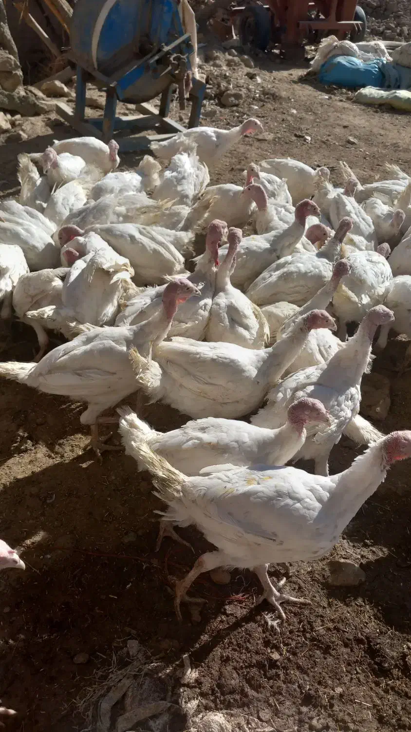 بوقلمون|حیوانات مزرعه|دهگلان, |دیوار