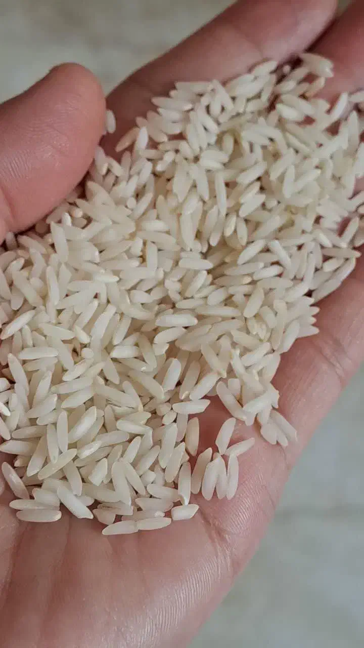 برنج طارام  اصل معطر مرغوب(سنگ طارام)|حراج|ساری, |دیوار
