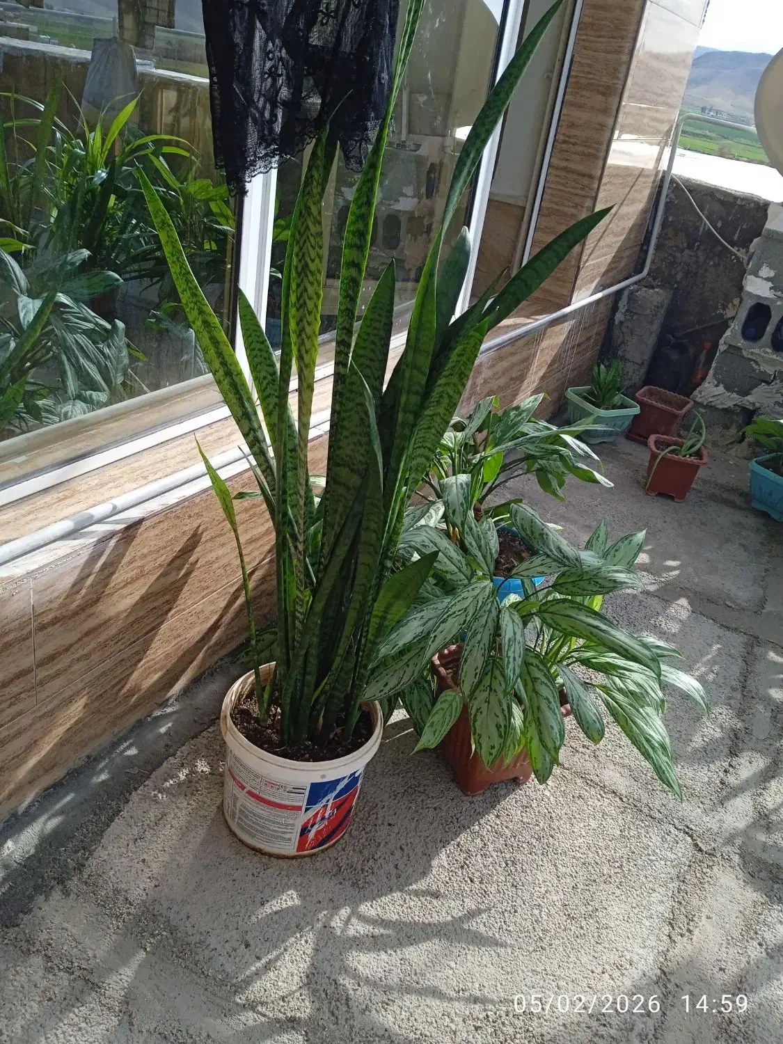 گل و گیاه|گل و گیاه طبیعی|سرپل ذهاب, |دیوار