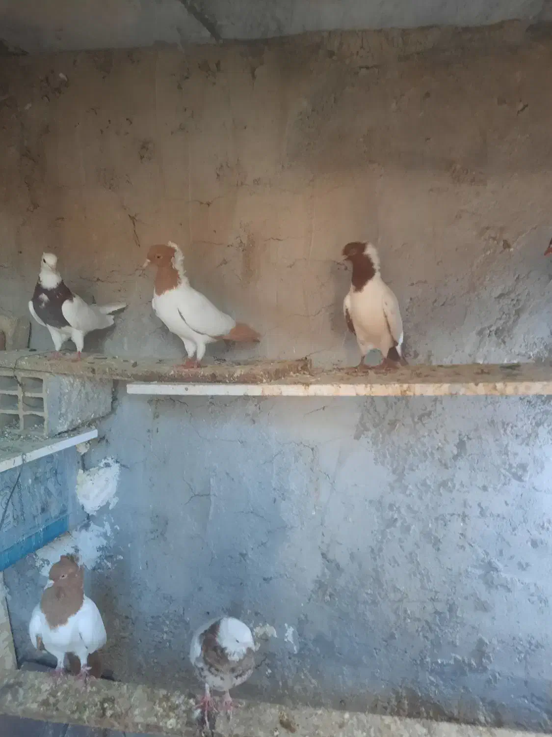 کبوتر پرستویی باغ وحشی طوقی|پرنده|مشگین شهر, |دیوار