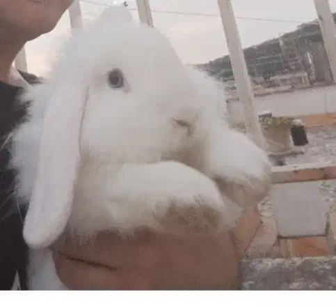 خرگوش لوپ بالغ سفید چشم ابی|موش و خرگوش|گرگان, |دیوار