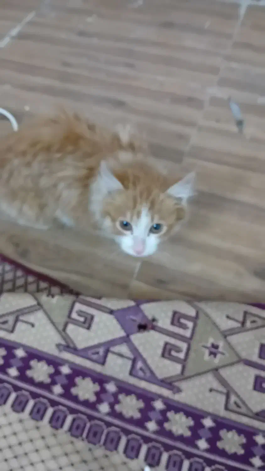 خانگی|گربه|ورامین, خیر آباد|دیوار