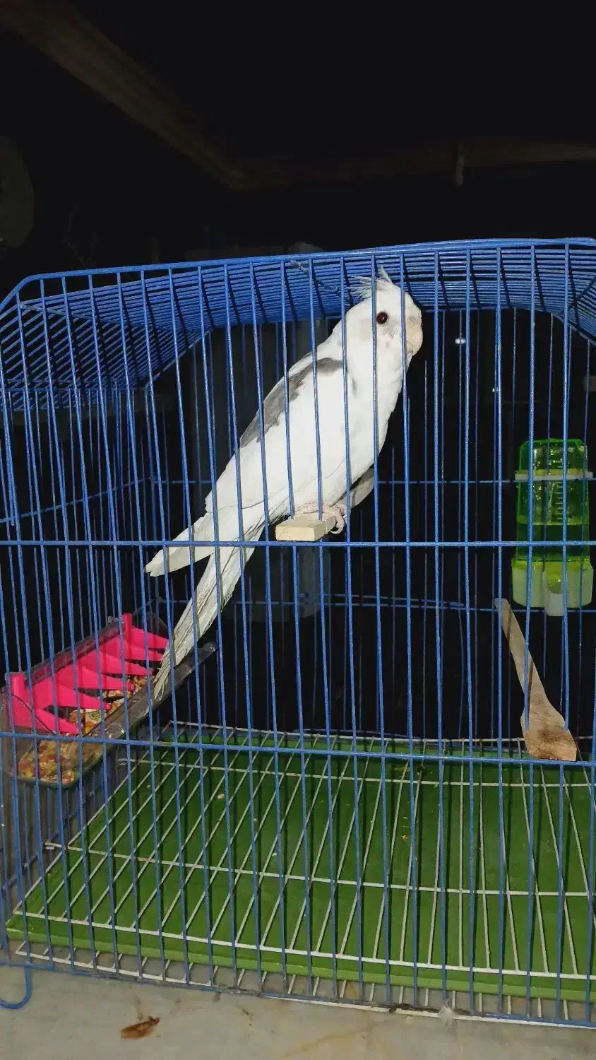 عروس هلندی|حیوانات|بندر امام خمینی, |دیوار