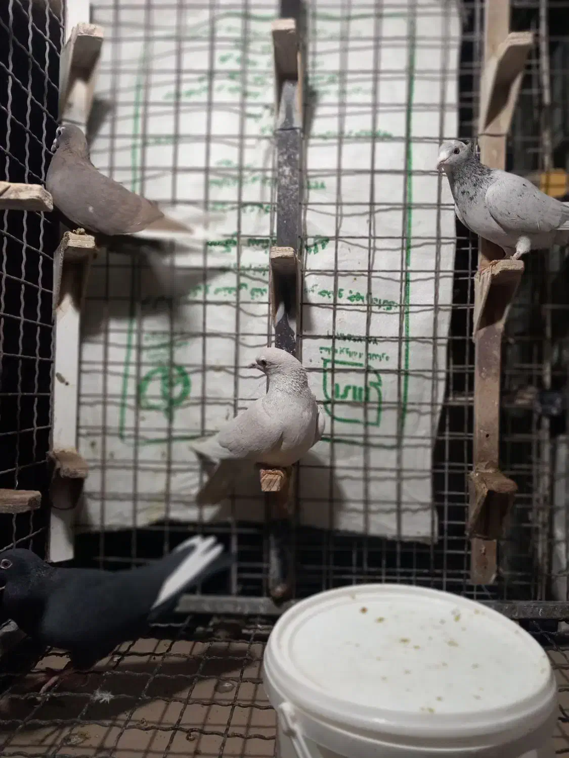 قره شهری|پرنده|شیراز, شهرک قمشه|دیوار