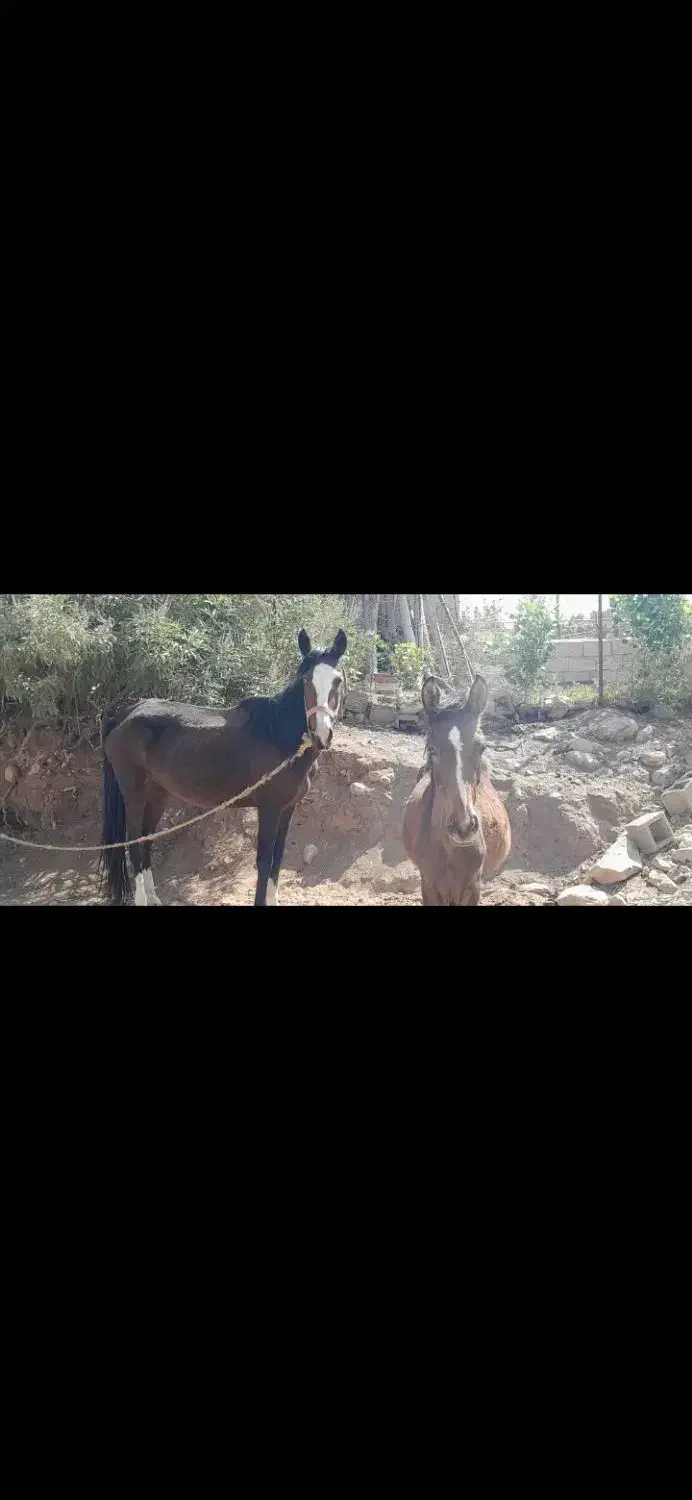 اسب|اسب و تجهیزات اسب‌سواری|کوهدشت, |دیوار
