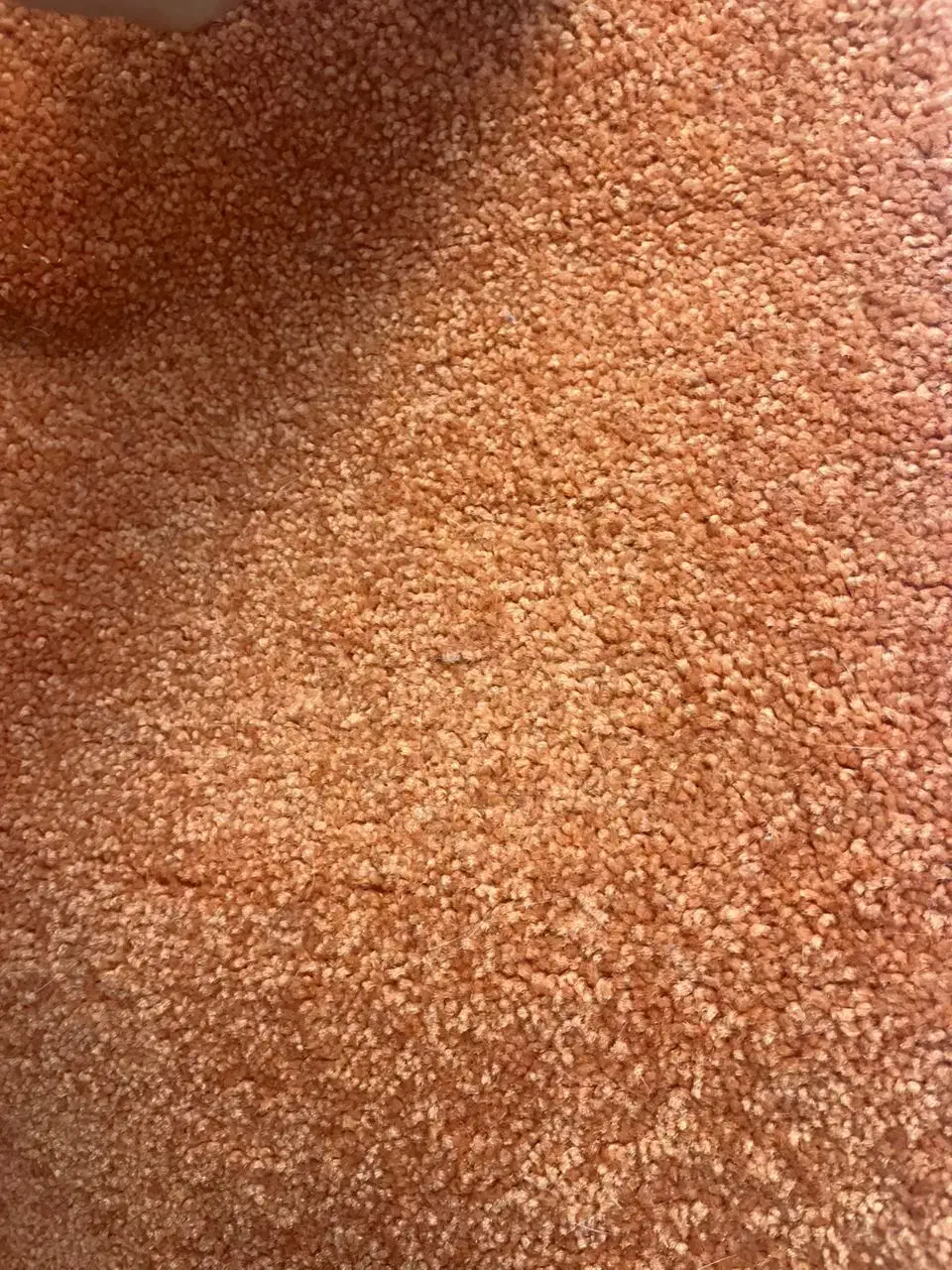 موکت ظریف مصور|موکت|پردیس, فاز ۸|دیوار