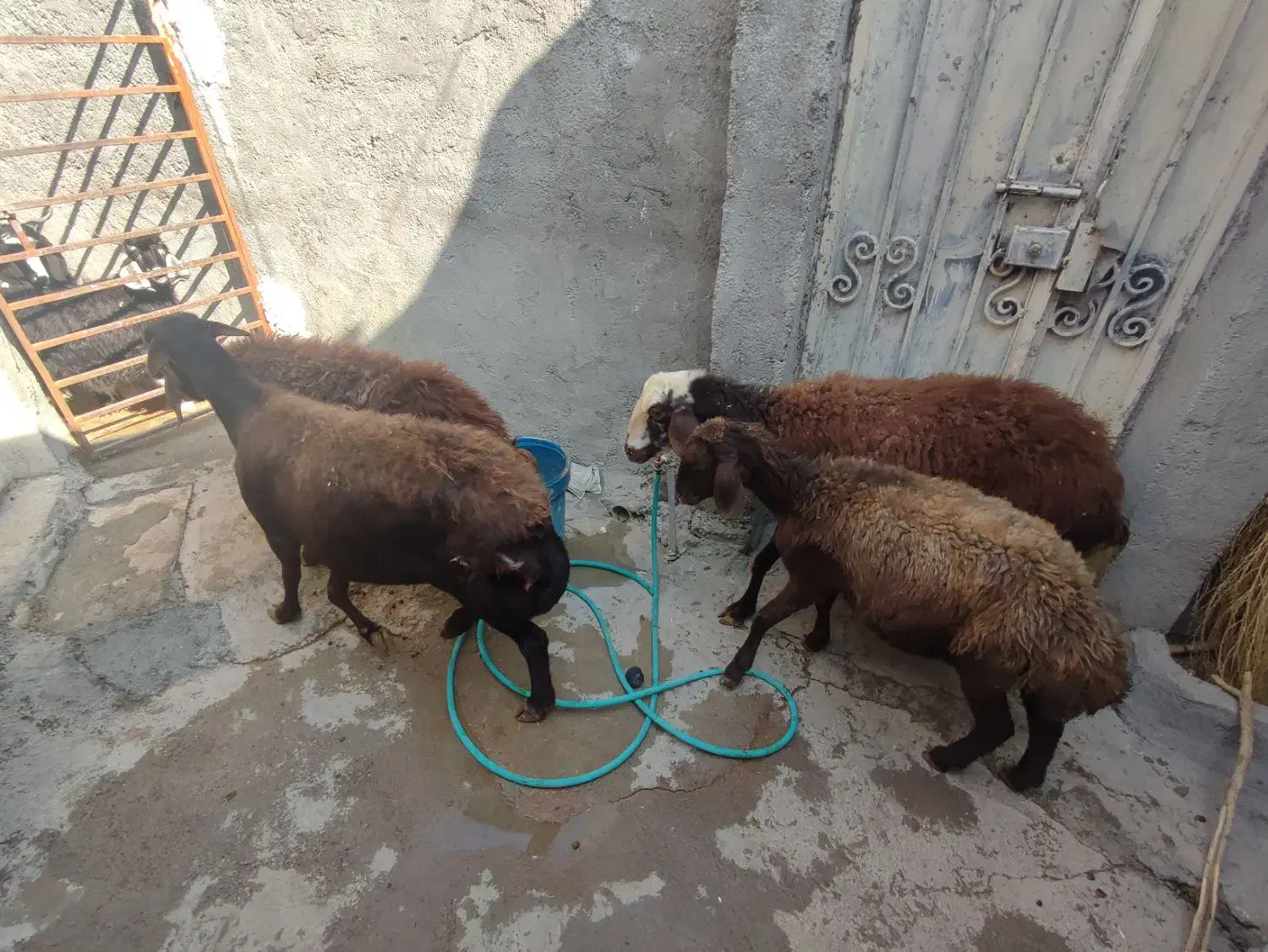 چهار تامیش ابستن|حیوانات مزرعه|بیرانوند, |دیوار