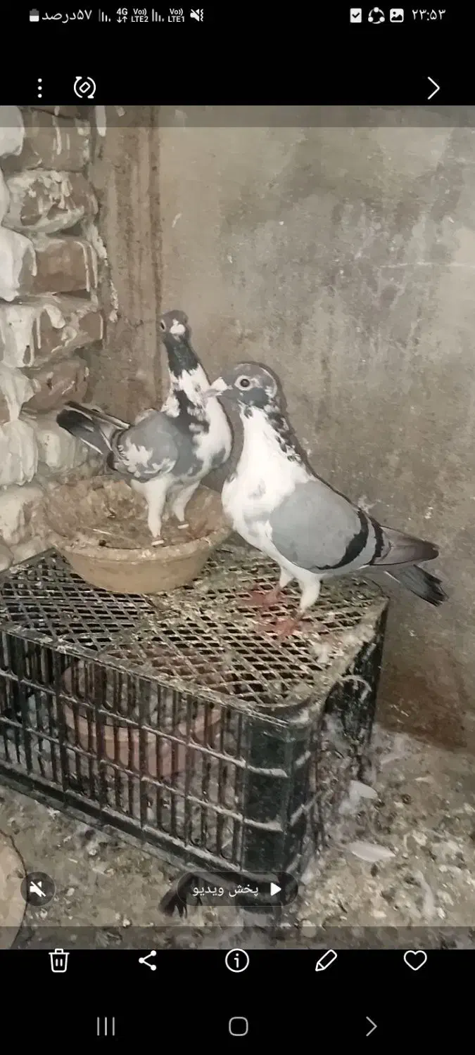 کبوتر|پرنده|گنبد کاووس, |دیوار