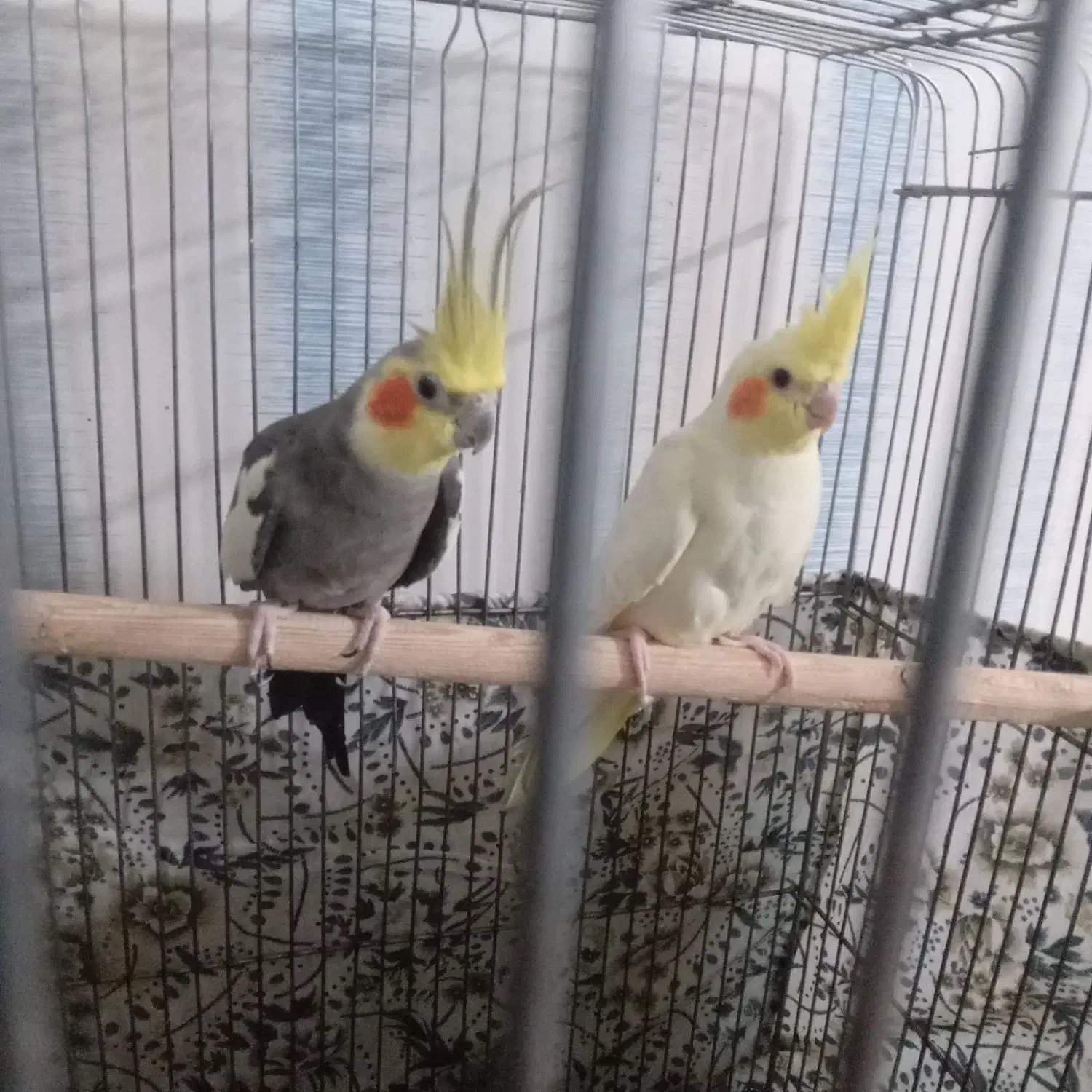 عروس هلندی مولد|پرنده|باقرشهر, |دیوار