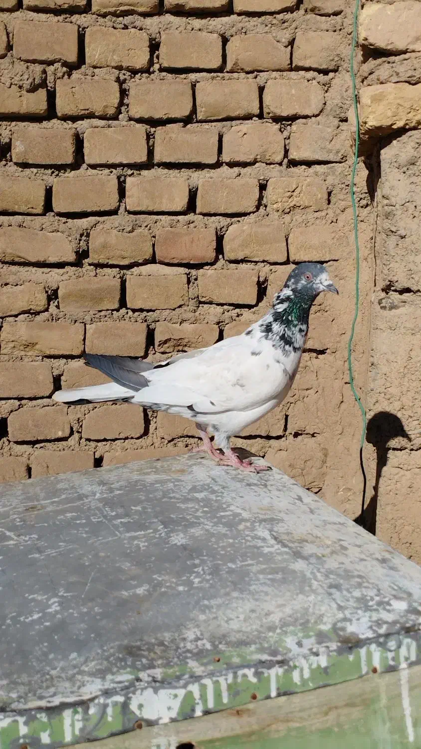 پاکستانی|پرنده|شاهرود, |دیوار