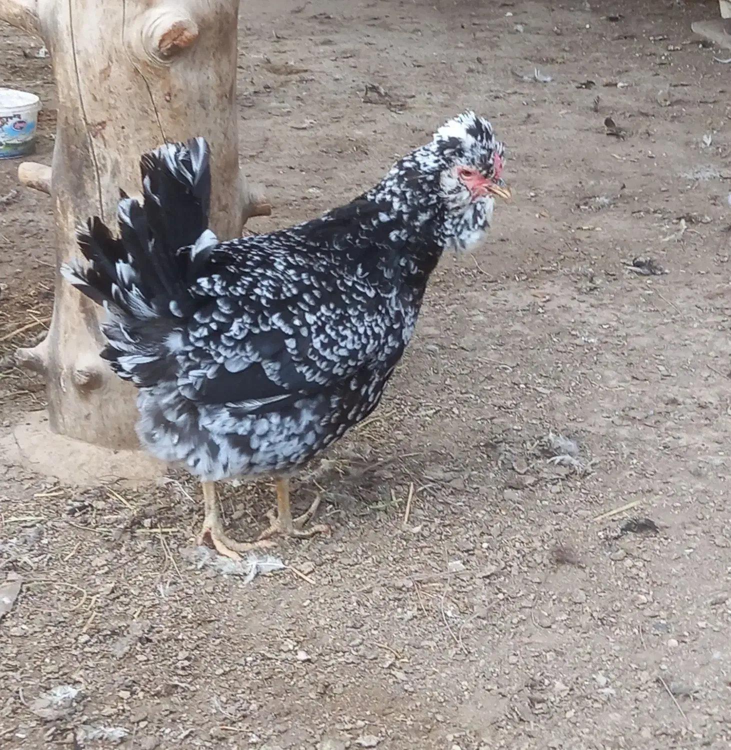 فروش تخم نطفه دار گلین|حیوانات مزرعه|اسلام‌شهر, شاطره|دیوار