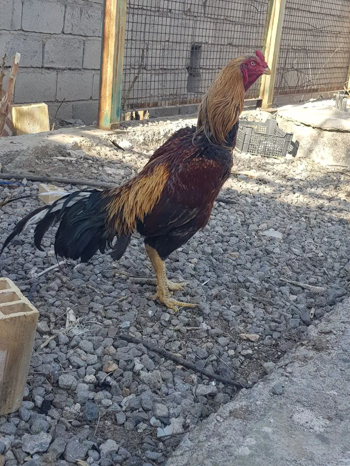 خروس لاری|حیوانات مزرعه|مشگین شهر, |دیوار