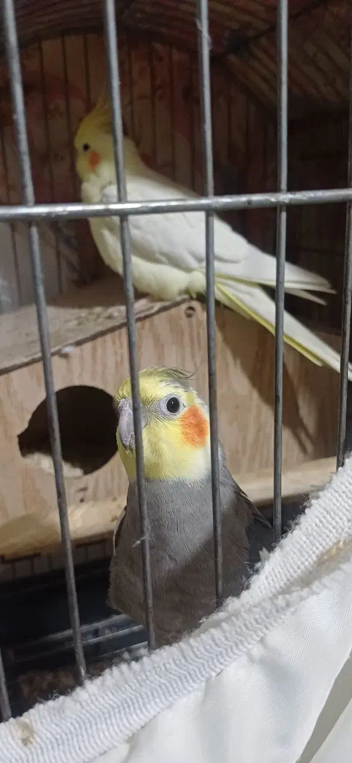 عروس هلندی مولد|پرنده|ری, جوانمرد قصاب|دیوار