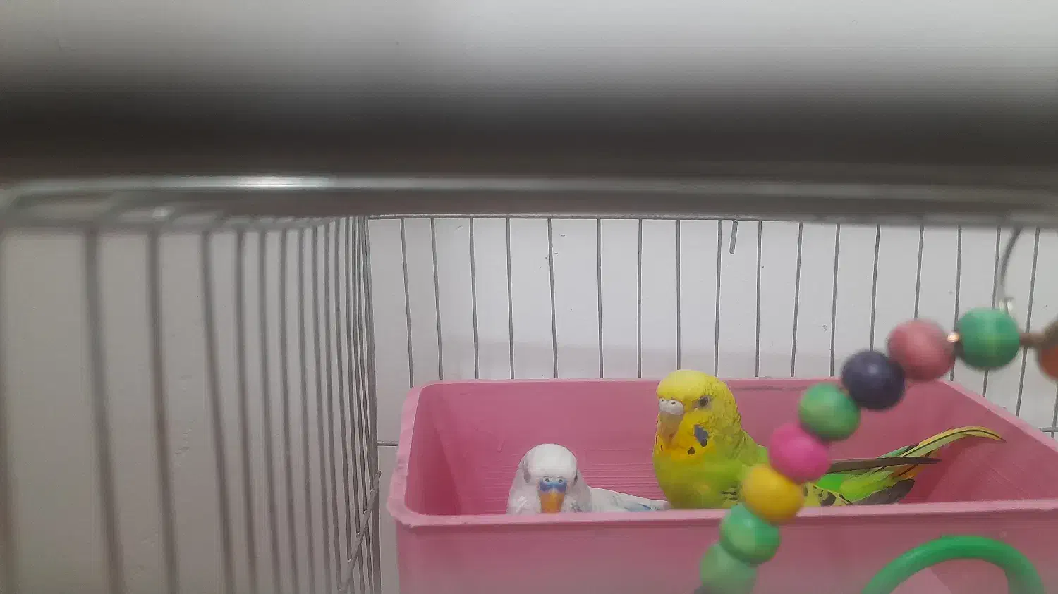 مرغ عشق تخم گزار|پرنده|فولادشهر, مسکن مهر فولادشهر|دیوار