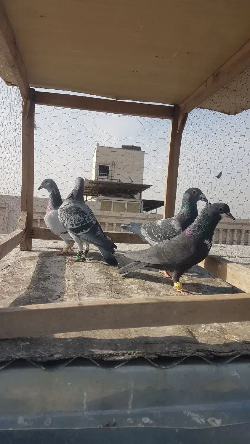 کبوتر سبز پولک، کرباتی|پرنده|مشهد, کارمندان دوم|دیوار