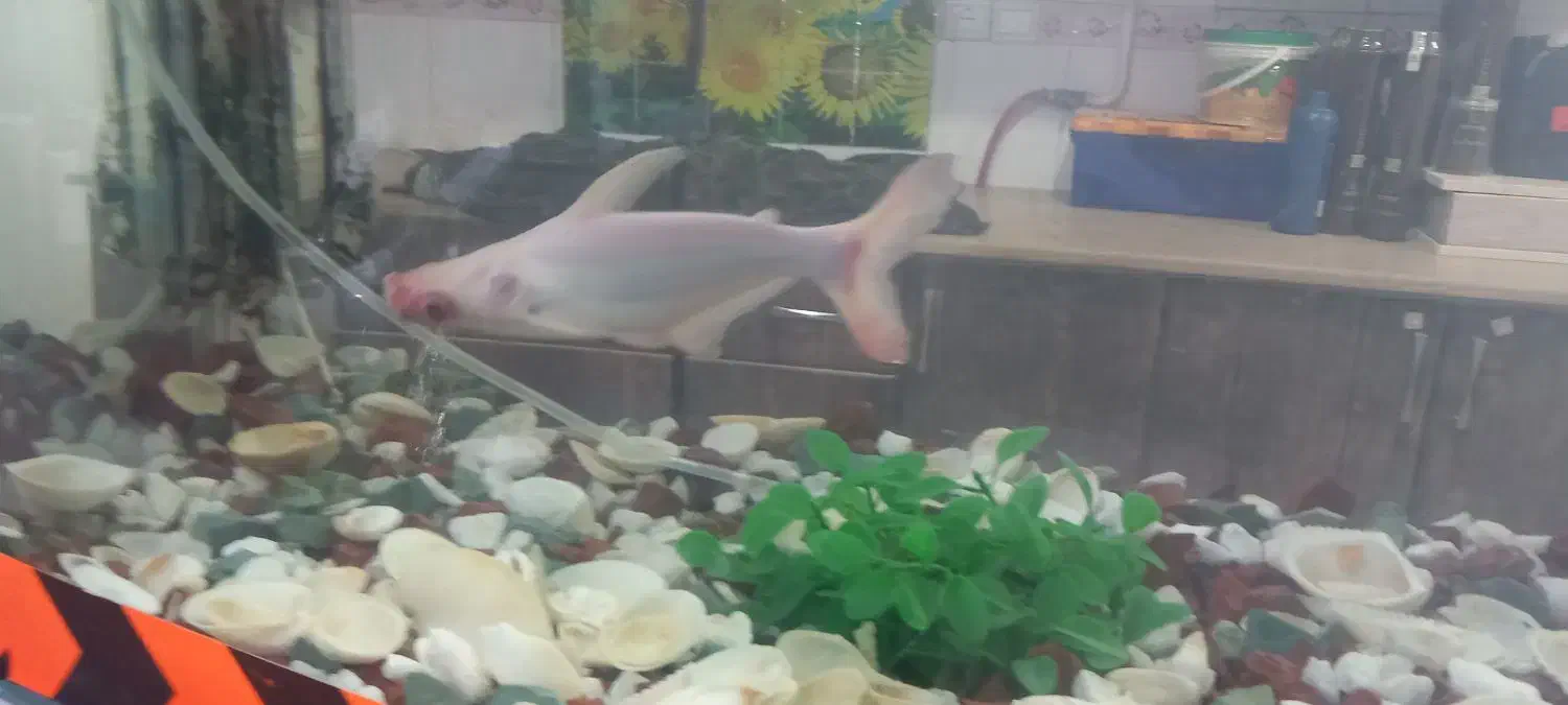 ماهی پنکوسی البینو(کوسه)|ماهی|یزد, |دیوار