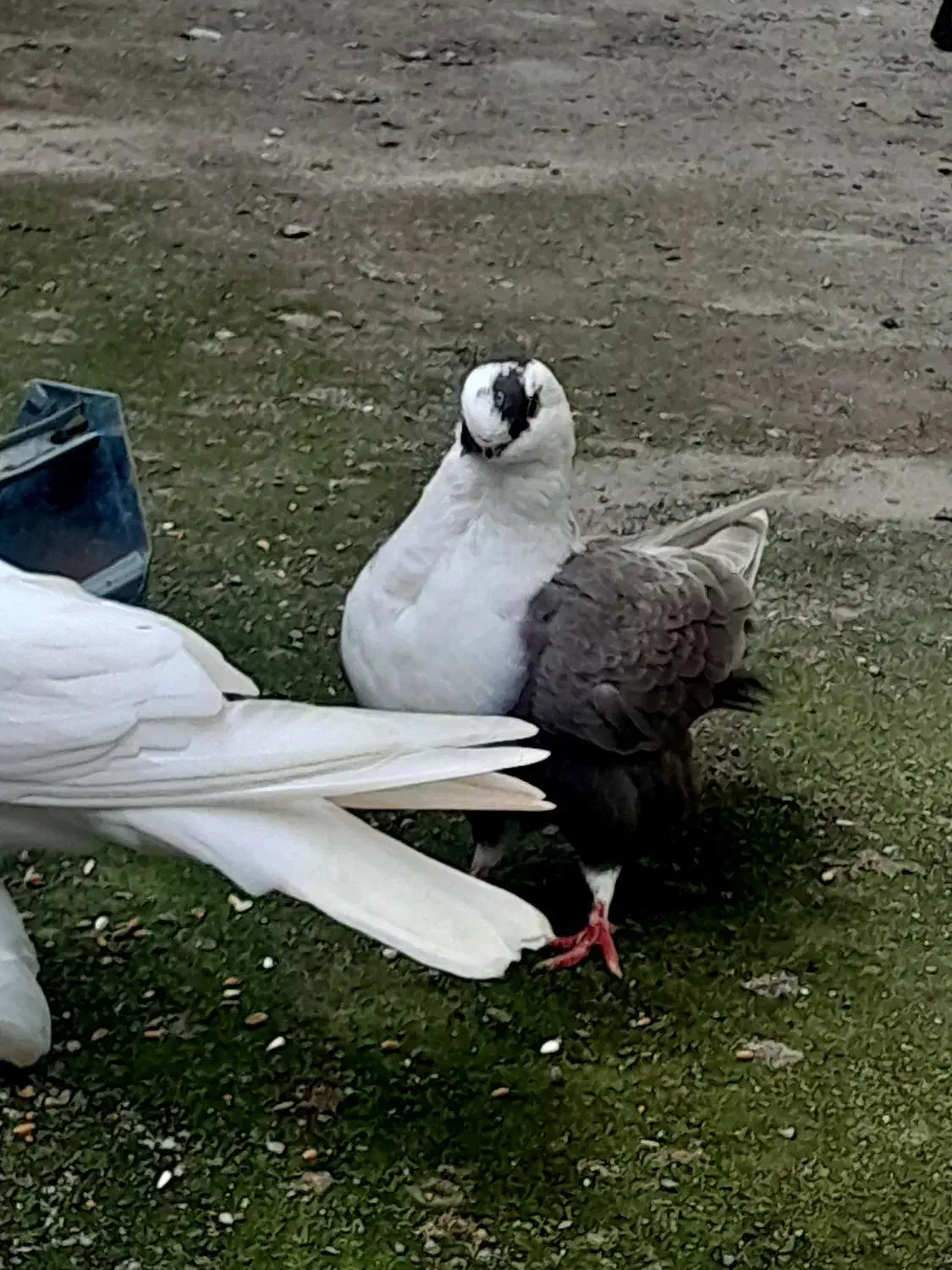 کبوتر بلاندنیت|پرنده|آمل, |دیوار