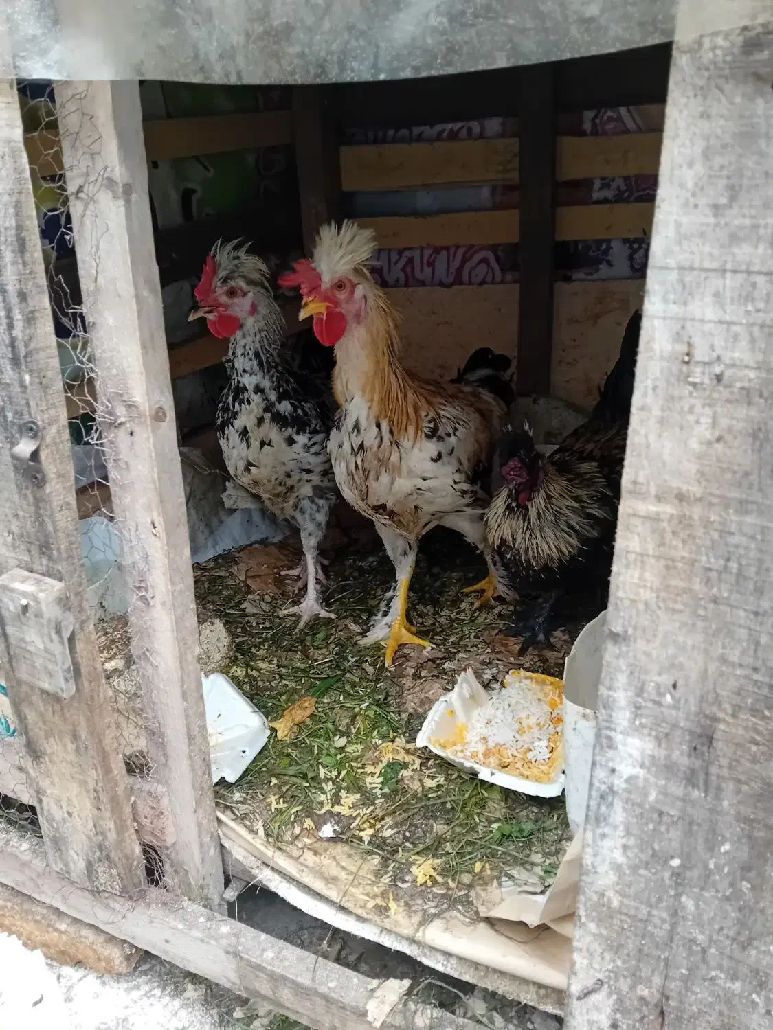 خروس پا پر جوان|حیوانات مزرعه|رشت, آب و برق|دیوار