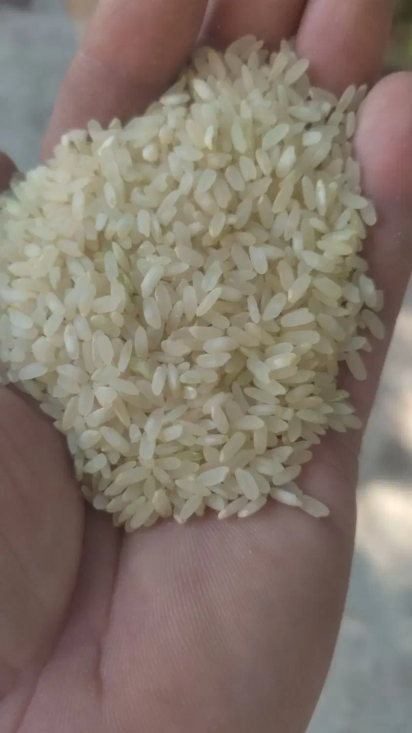 برنج وخرده‌کامفیروز خوش عطر به شرط پخت|خوردنی و آشامیدنی|شیراز, آزادگان|دیوار
