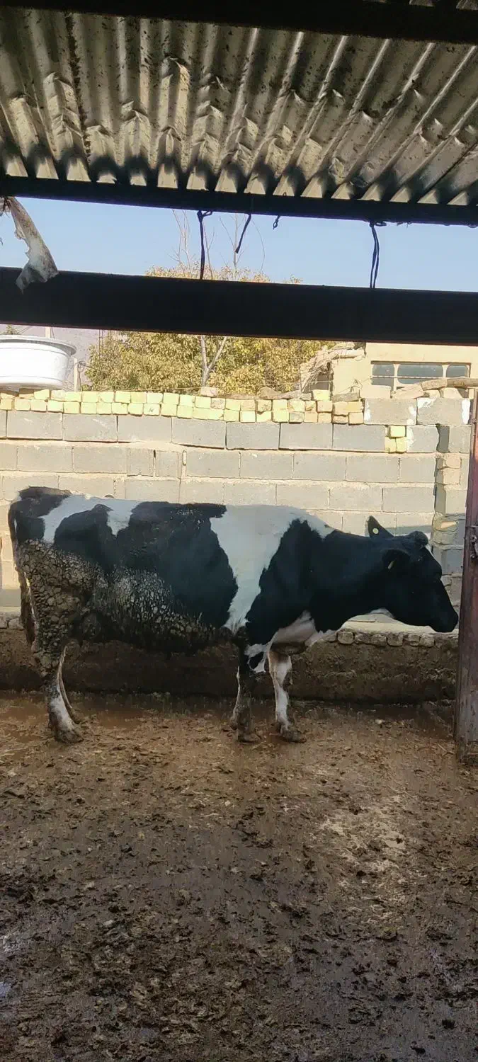فروش گاوه شیری سمینتال درجه یک|حیوانات مزرعه|کامفیروز, |دیوار