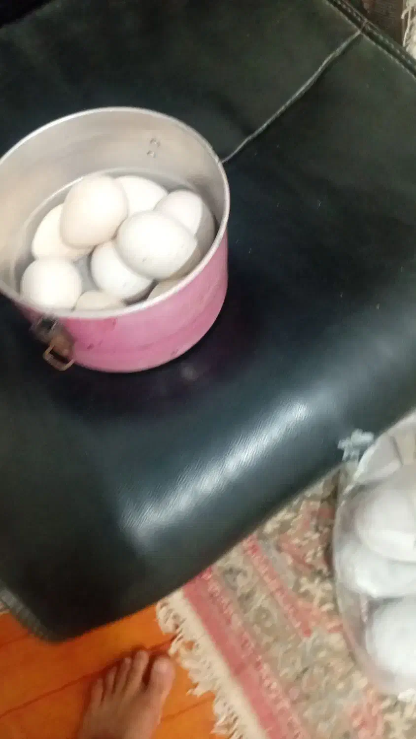 تخم مرغ بوقلمون|حیوانات مزرعه|اهواز, کوی نیرو|دیوار