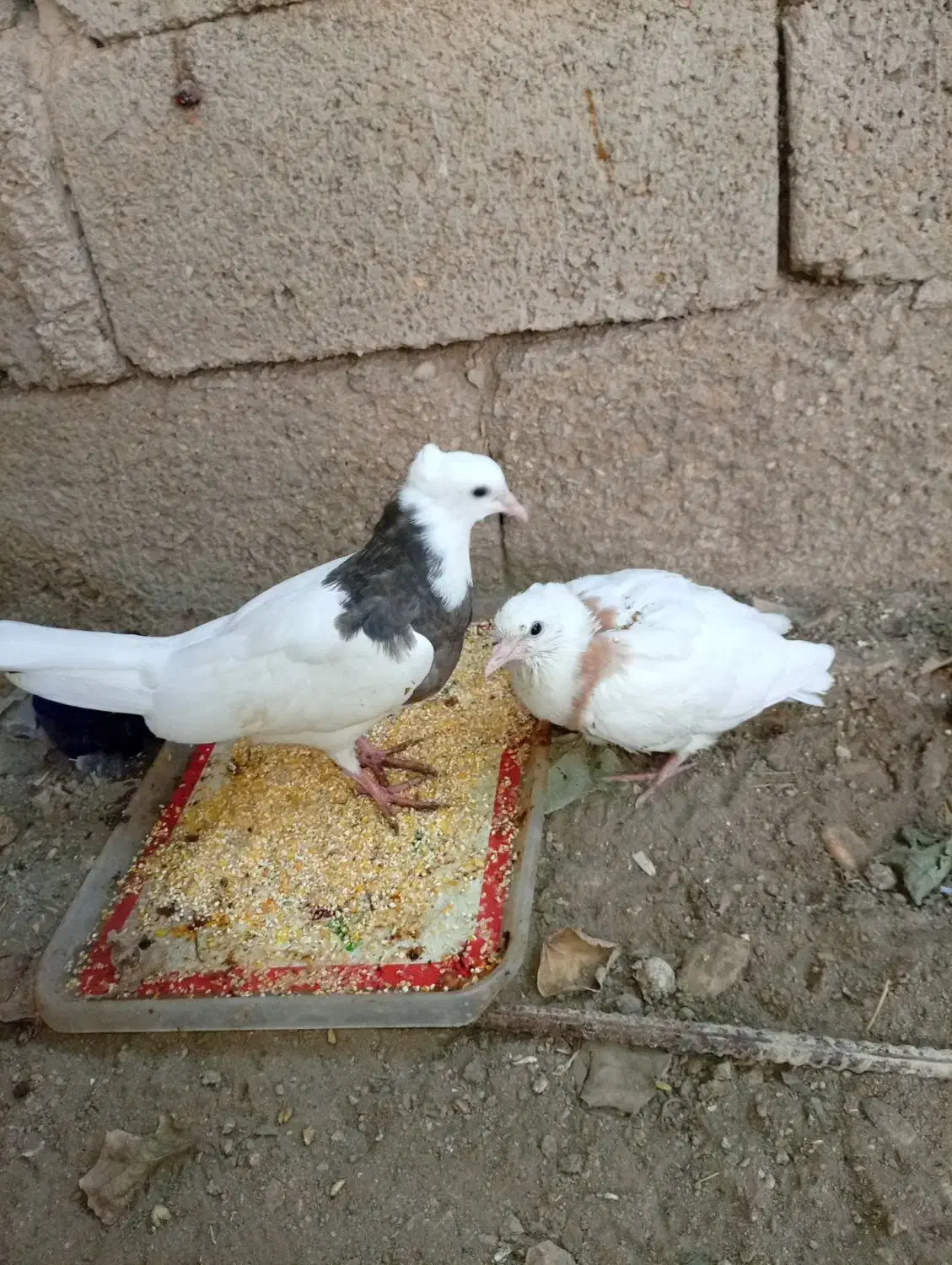 جفت جوجه توقی معاوزه با جفت کبوتر سفید اراکی|پرنده|شادگان, |دیوار