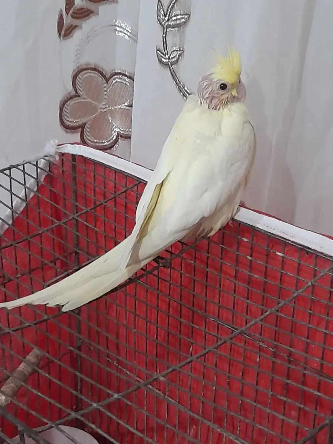 عروس هلندی|پرنده|بم, |دیوار