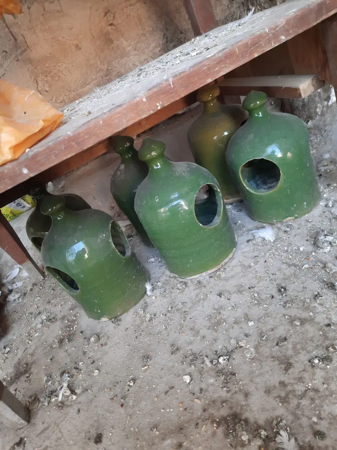 به شرط سالم بودن میفروشم|لوازم جانبی حیوانات|قم, کیوانفر|دیوار