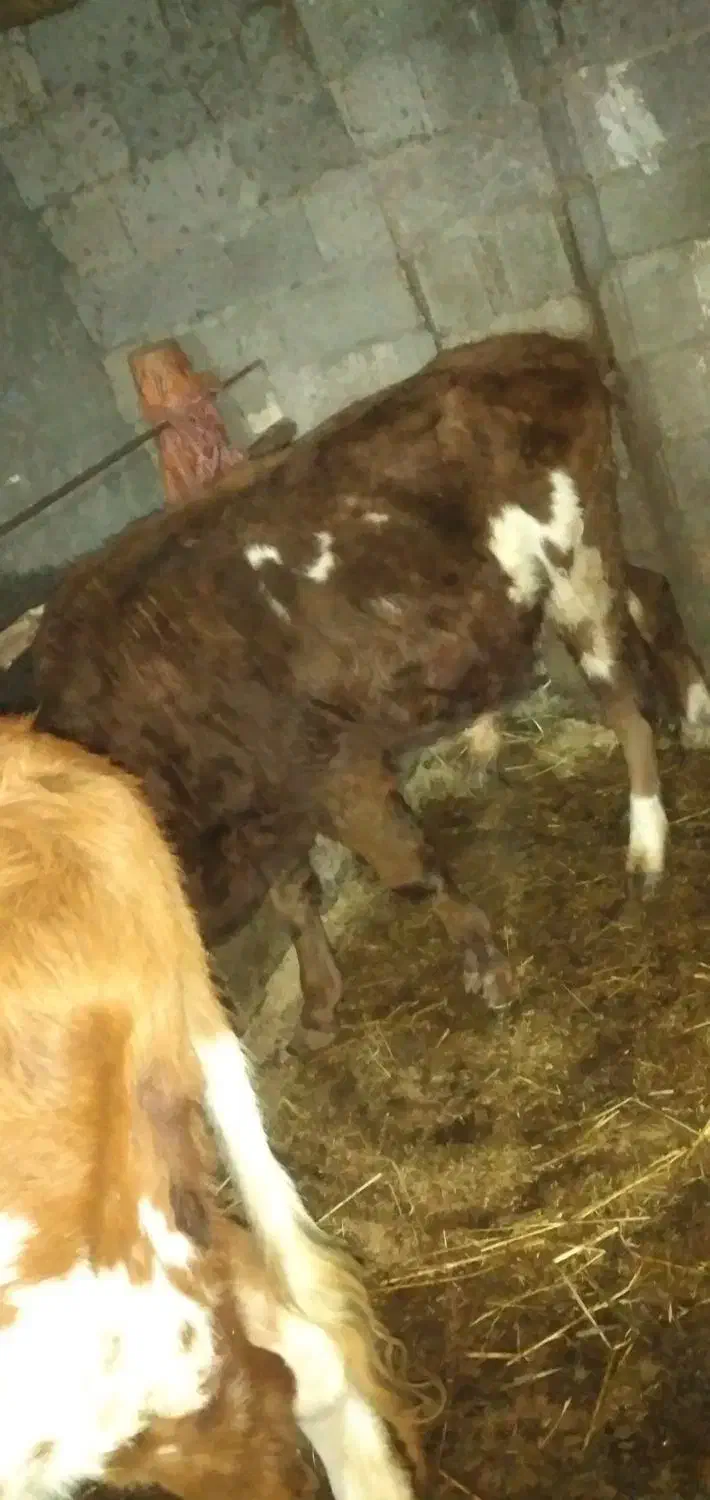 ورزا و لیشه سرحال|حیوانات مزرعه|فومن, |دیوار