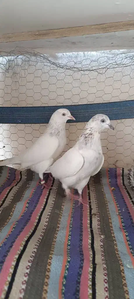 کبوتر|حیوانات|بندرعباس, |دیوار