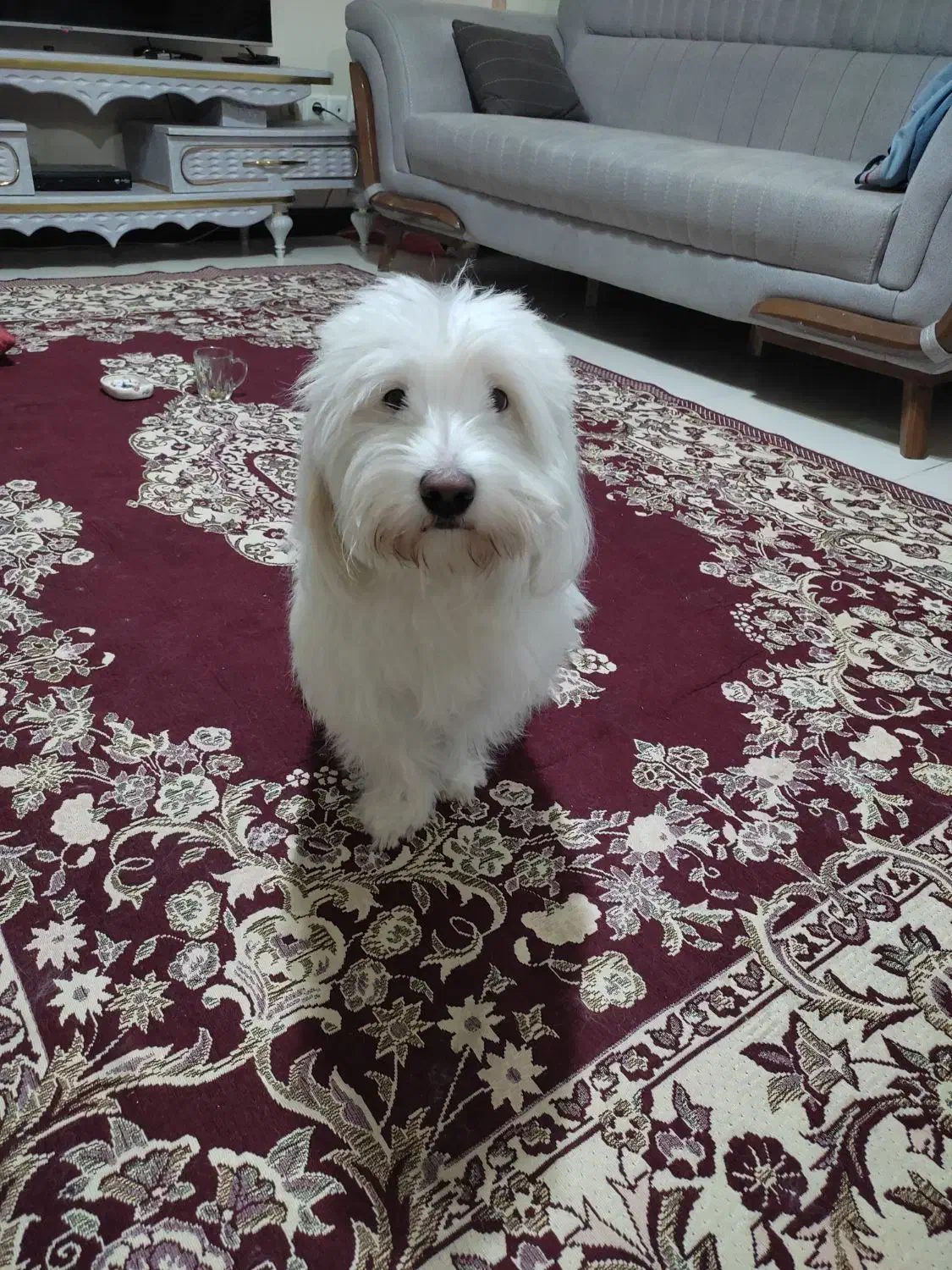 واگذاری|سگ|تهران, منیریه|دیوار