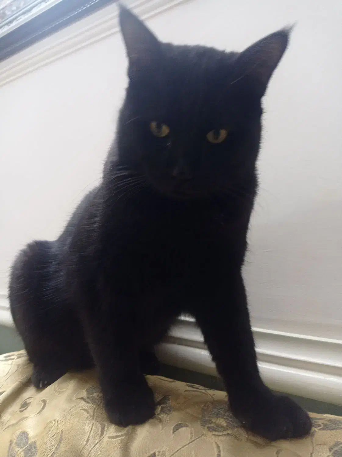 گربه|گربه|زابل, |دیوار