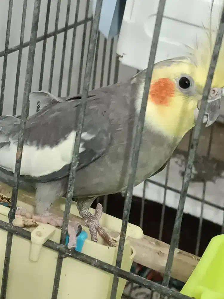 طوطی|پرنده|خرمشهر, |دیوار