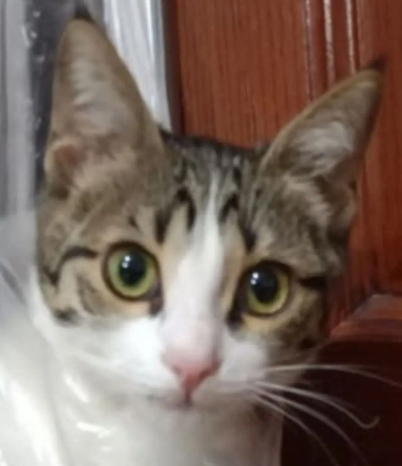 گربه ی گمشده|گربه|سلماس, |دیوار