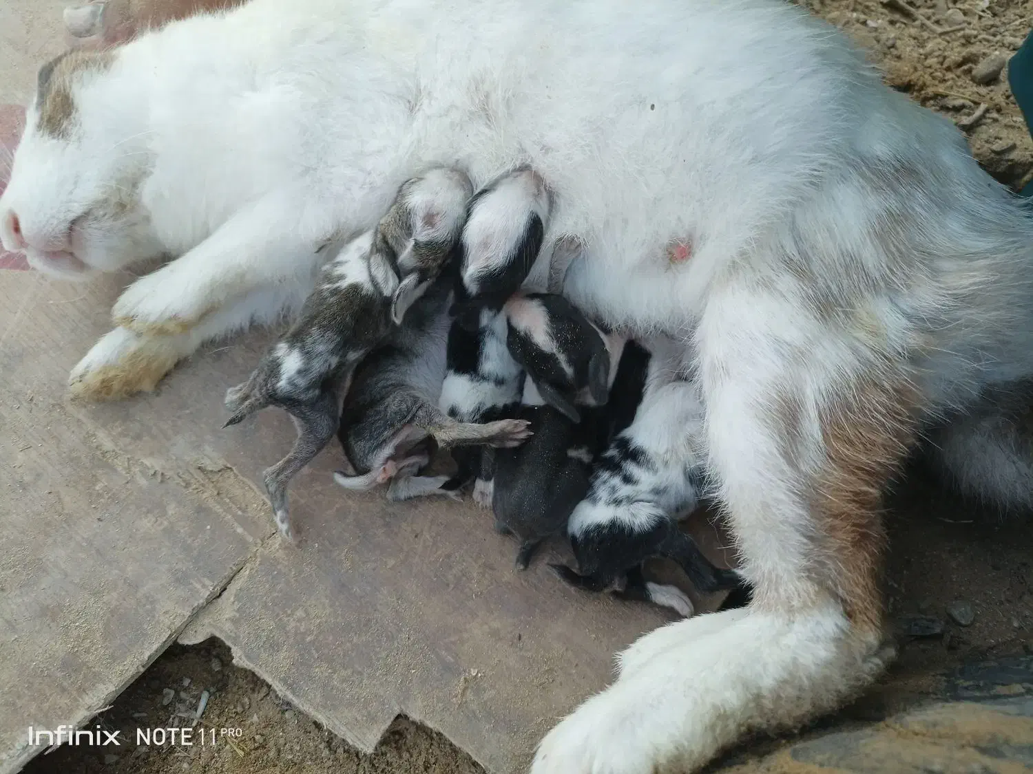 بچه خرگوش با مادر یا تکی|موش و خرگوش|کنارک, |دیوار