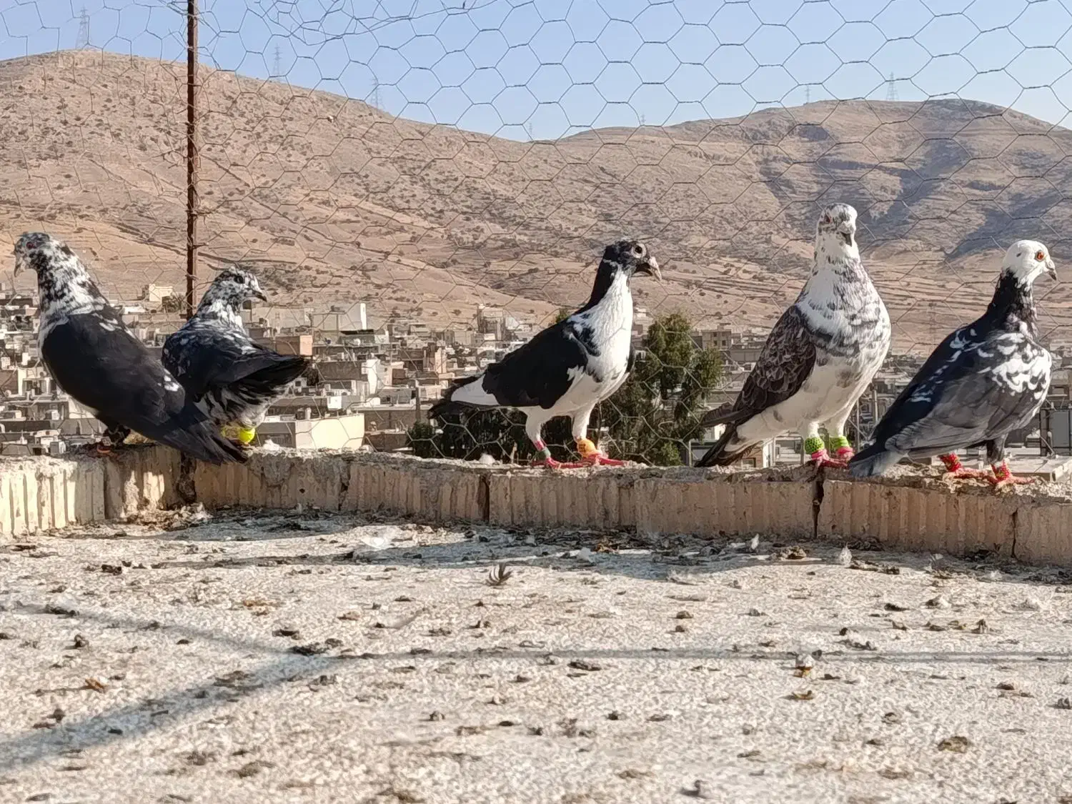 کفتر پلاکی .بزک سینه سفید۵تا با هم|پرنده|شیراز, سعدیه شمالی|دیوار