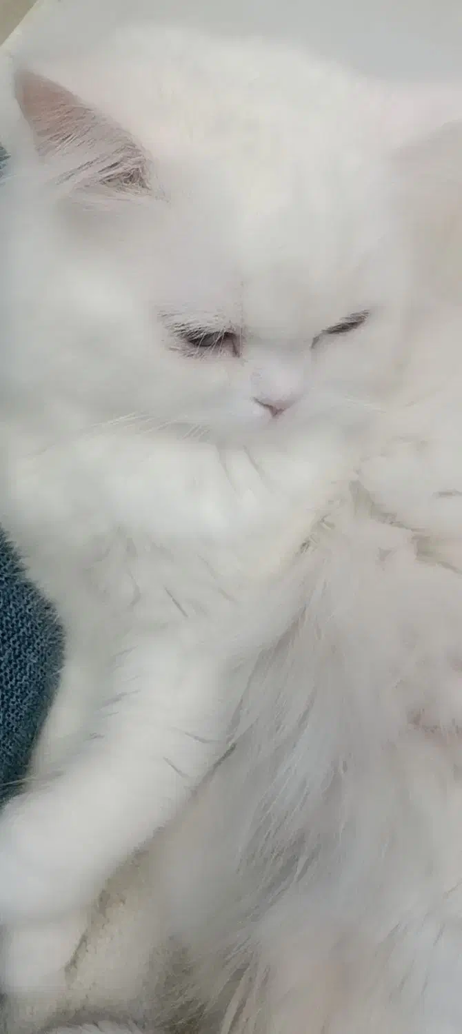 واگذاری گربه چشم دورنگ|گربه|قم, پردیسان|دیوار